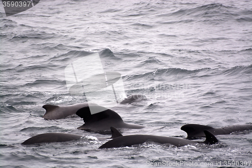 Image of Pilot Whales