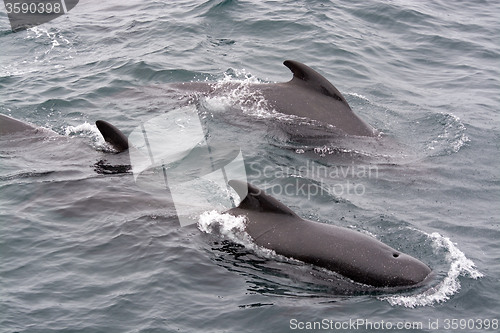 Image of Pilot Whales