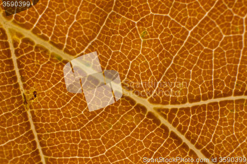 Image of Autumn Leaf