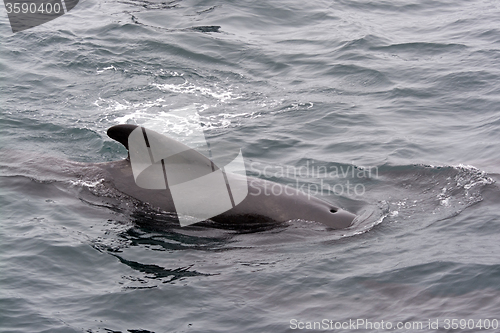 Image of Pilot Whales