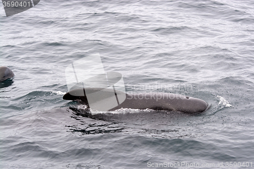 Image of Pilot Whales