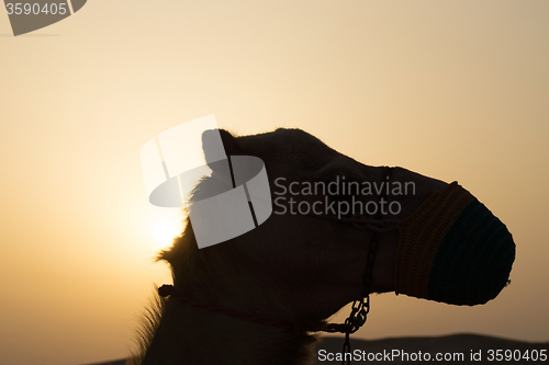 Image of Camel in the Desert, United Arab Emirates