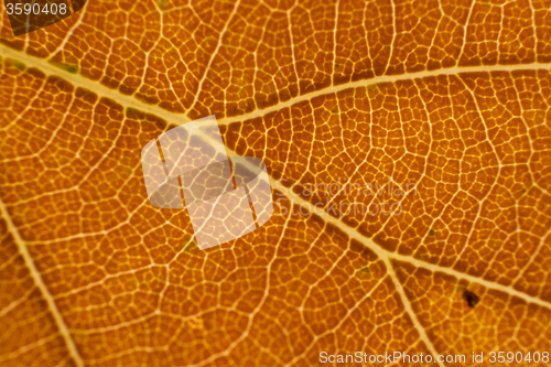 Image of Autumn Leaf