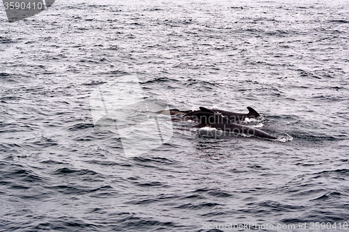 Image of Pilot Whales