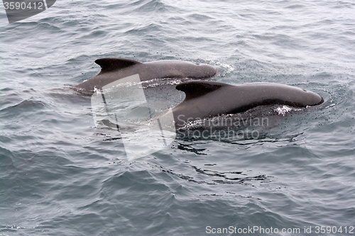 Image of Pilot Whales