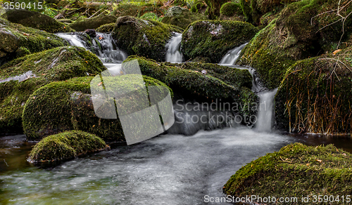 Image of Bavarian Forest, Bavaria, Germany