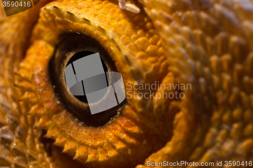 Image of Eye of a Bearded Dragon