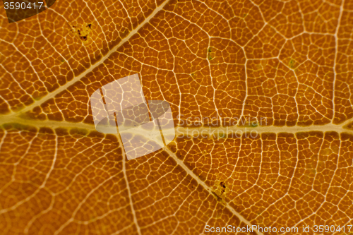 Image of Autumn Leaf