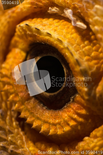 Image of Eye of a Bearded Dragon