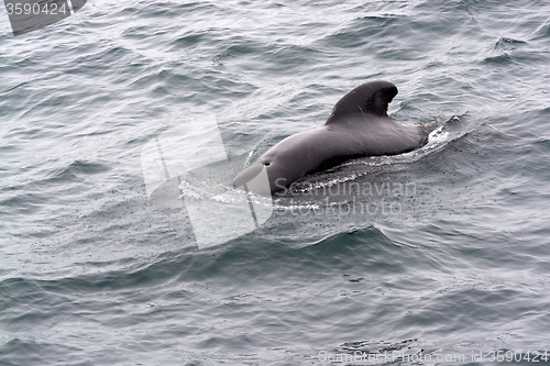 Image of Pilot Whales