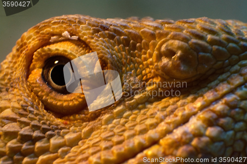 Image of Eye of a Bearded Dragon