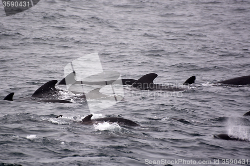 Image of Pilot Whales