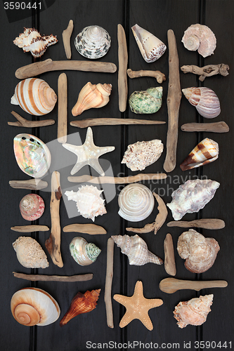 Image of Shell and Driftwood Abstract 