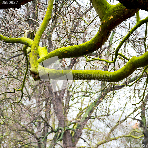 Image of park in london spring sky and old dead tree 