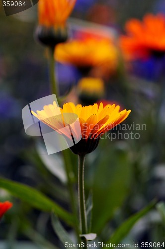 Image of pot marigold