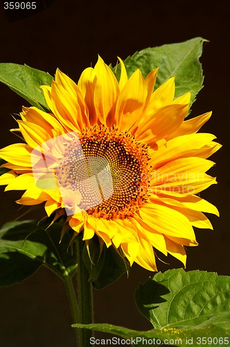 Image of sunflower