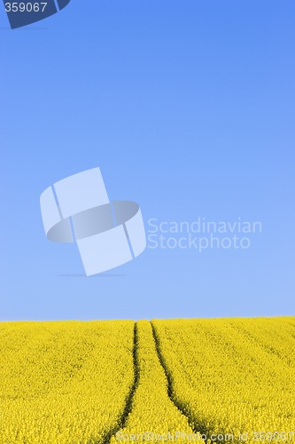 Image of Field of yellow flowers against blue sky