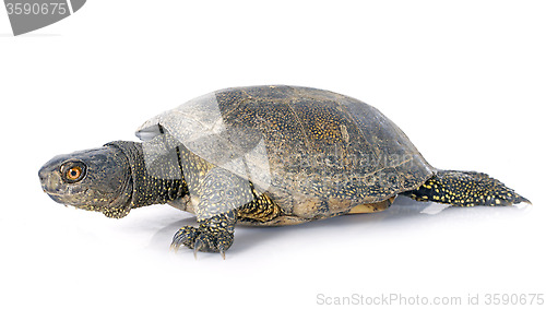 Image of European pond turtle