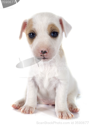 Image of puppy jack russel terrier