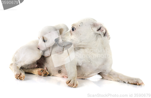Image of puppy jack russel terrier and mother