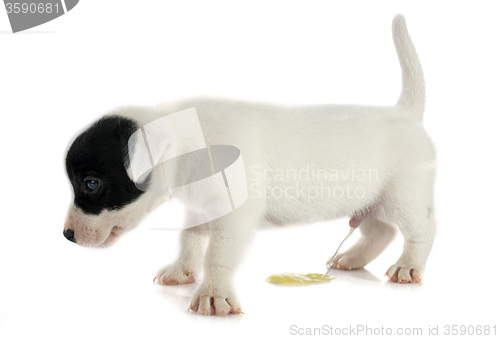 Image of puppy jack russel terrier