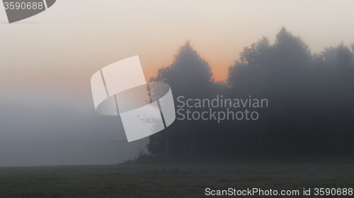 Image of morning glory