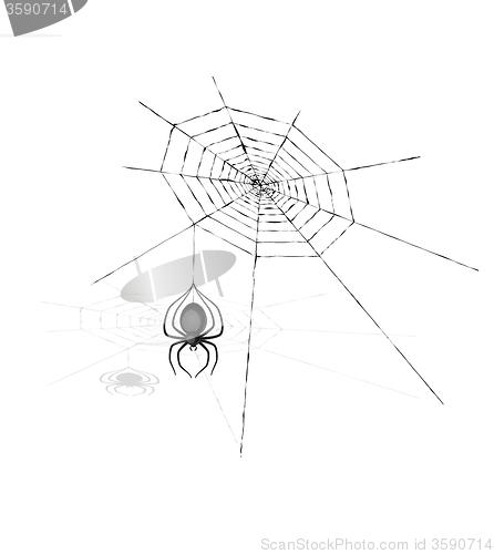 Image of spider and cobweb