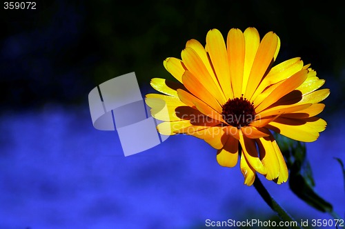 Image of pot marigold