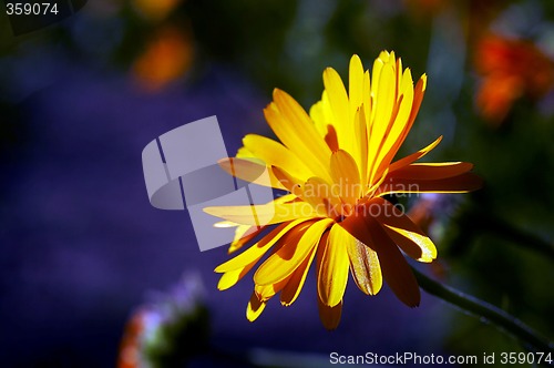 Image of pot marigold