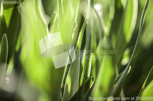 Image of Green grass. Soft focus