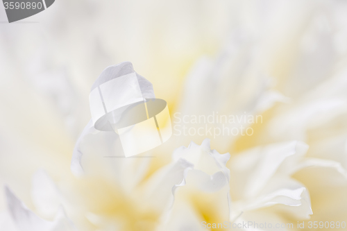 Image of Abstract beautiful gentle spring flower background.  Closeup with soft focus. Sweet color