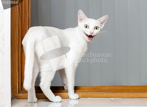 Image of Funny Crazy Cat