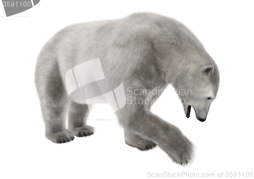 Image of Polar Bear