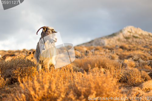 Image of Domestic goat in mountains.