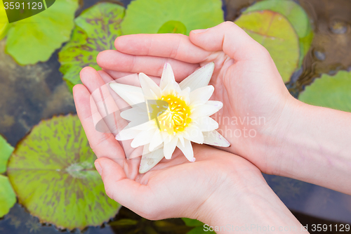 Image of Woman hands holding lotus flower