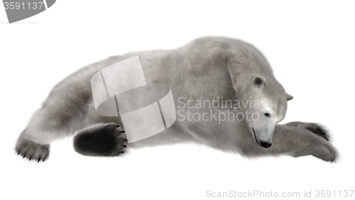 Image of Polar Bear