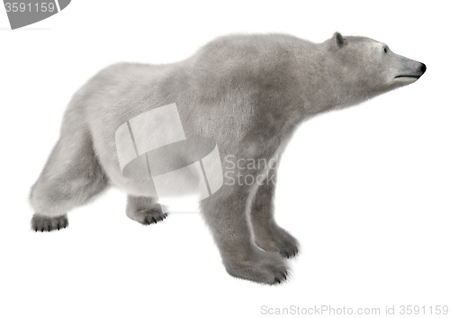 Image of Polar Bear