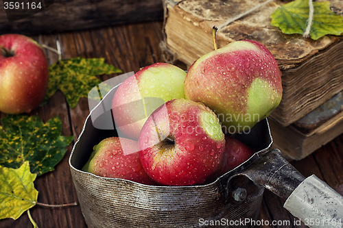 Image of autumn harvest of apples