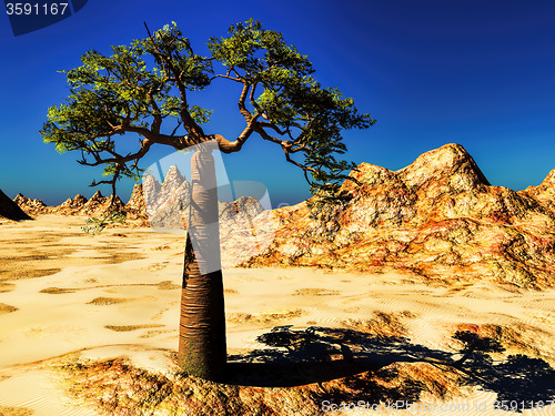 Image of Mighty baobab-Adansonia grandidieri