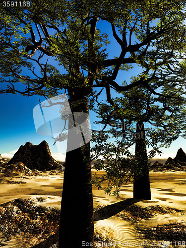 Image of Mighty baobabs-Adansonia grandidieri