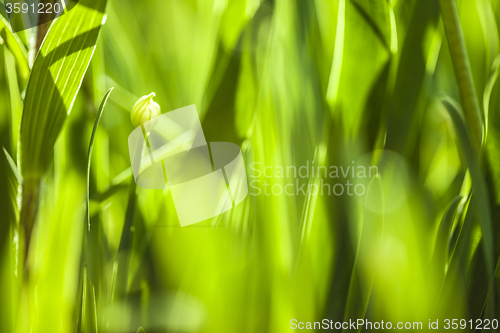 Image of Green grass. Soft focus