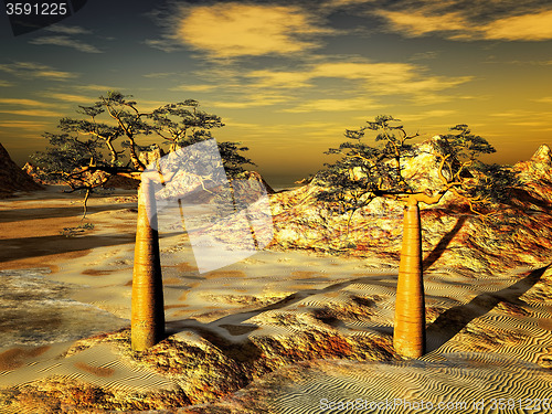 Image of Mighty baobabs-Adansonia grandidieri