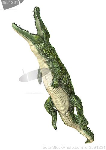 Image of Crocodile