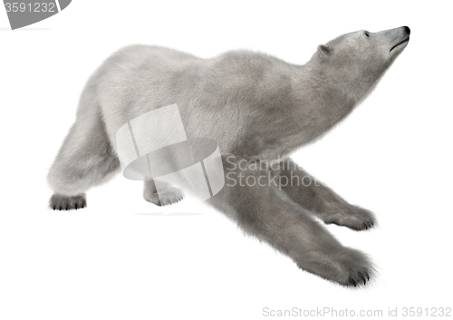 Image of Polar Bear