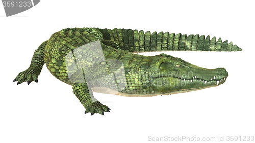 Image of Crocodile