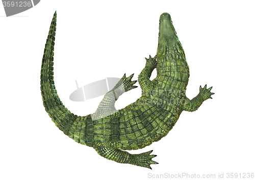 Image of Crocodile