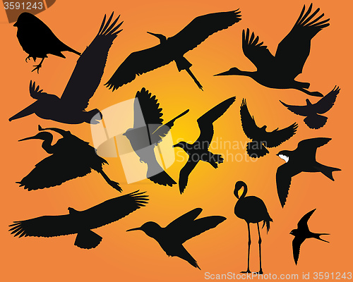 Image of birds