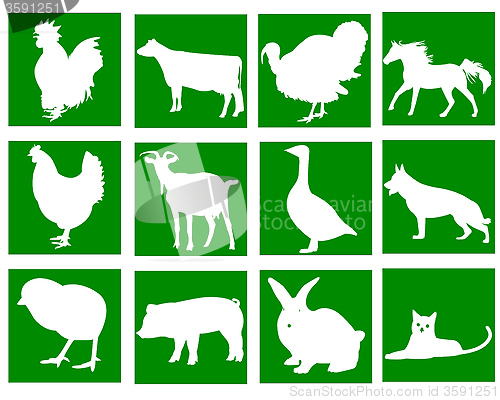 Image of domestic animals in the green squares 