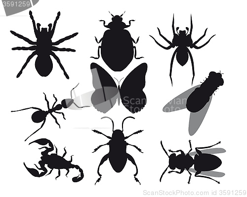 Image of Insects