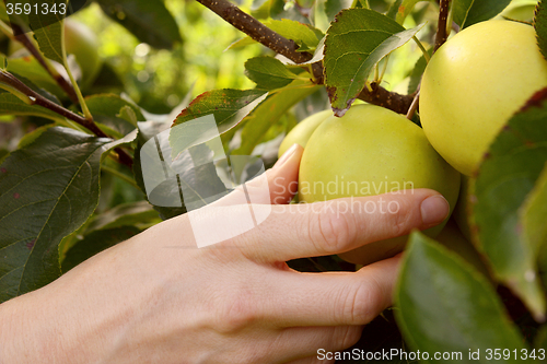 Image of Picking a green apple from the branch